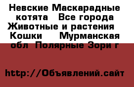 Невские Маскарадные котята - Все города Животные и растения » Кошки   . Мурманская обл.,Полярные Зори г.